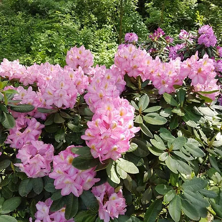 Domizil-auszeit Am Schlart באד צווישנהם